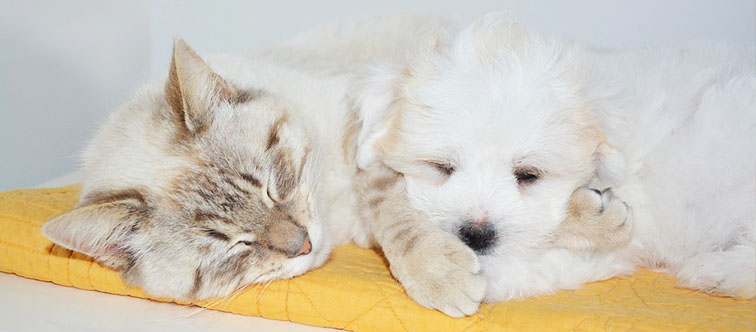 For Pet Lovers